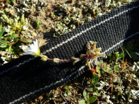 Cerastium semidecandrum