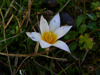 Romulea rollii