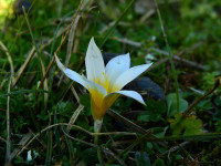 Romulea rollii