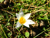 Romulea rollii