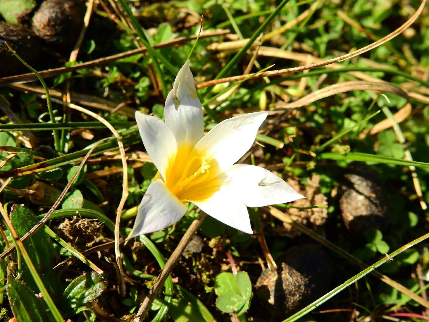Romulea rollii