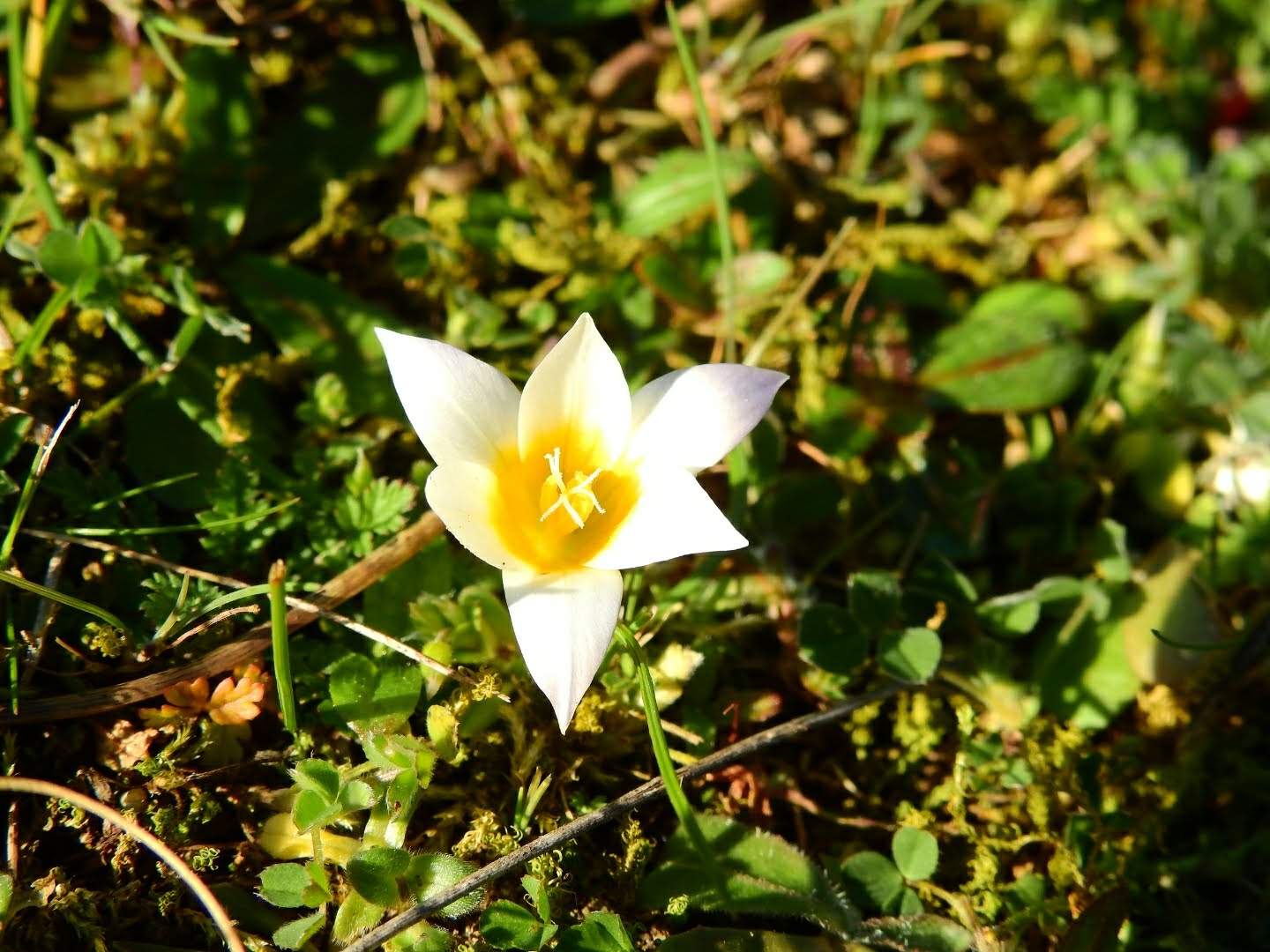 Romulea rollii