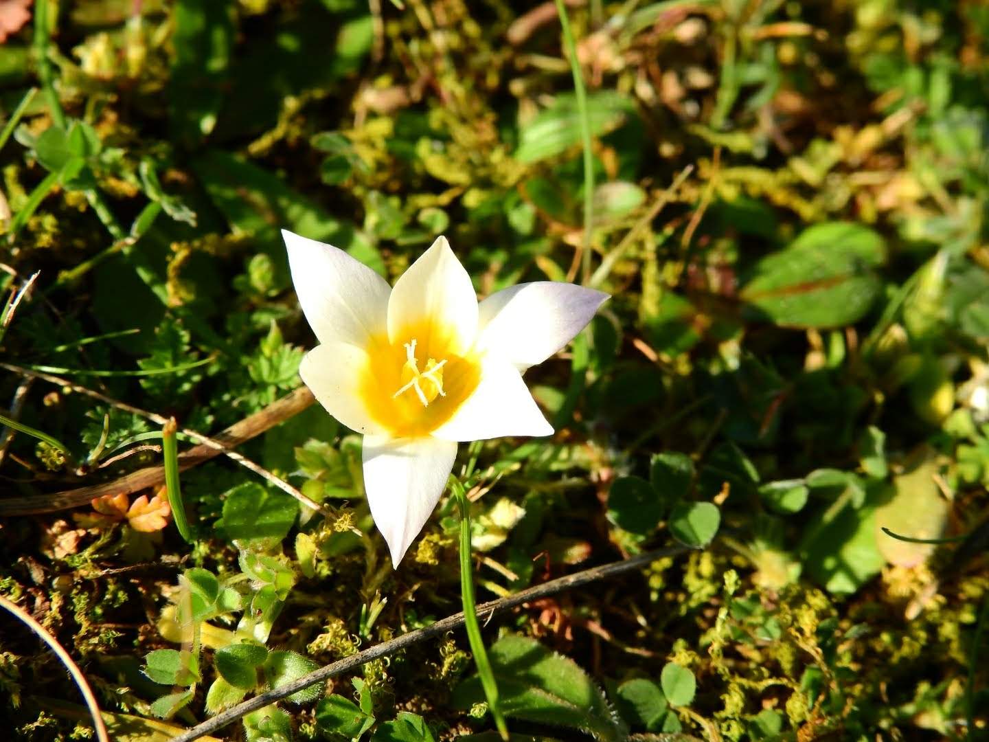 Romulea rollii