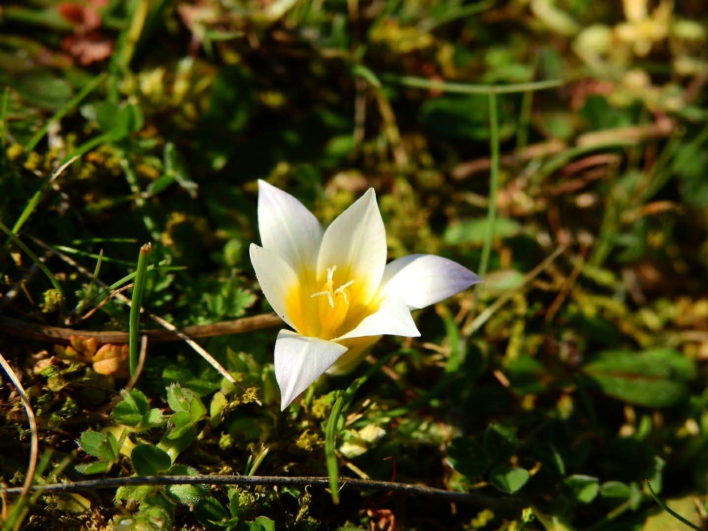 Romulea rollii