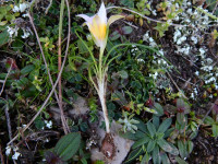 Romulea rollii