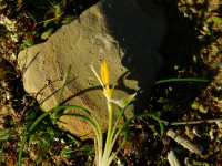 Romulea rollii
