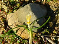 Romulea rollii