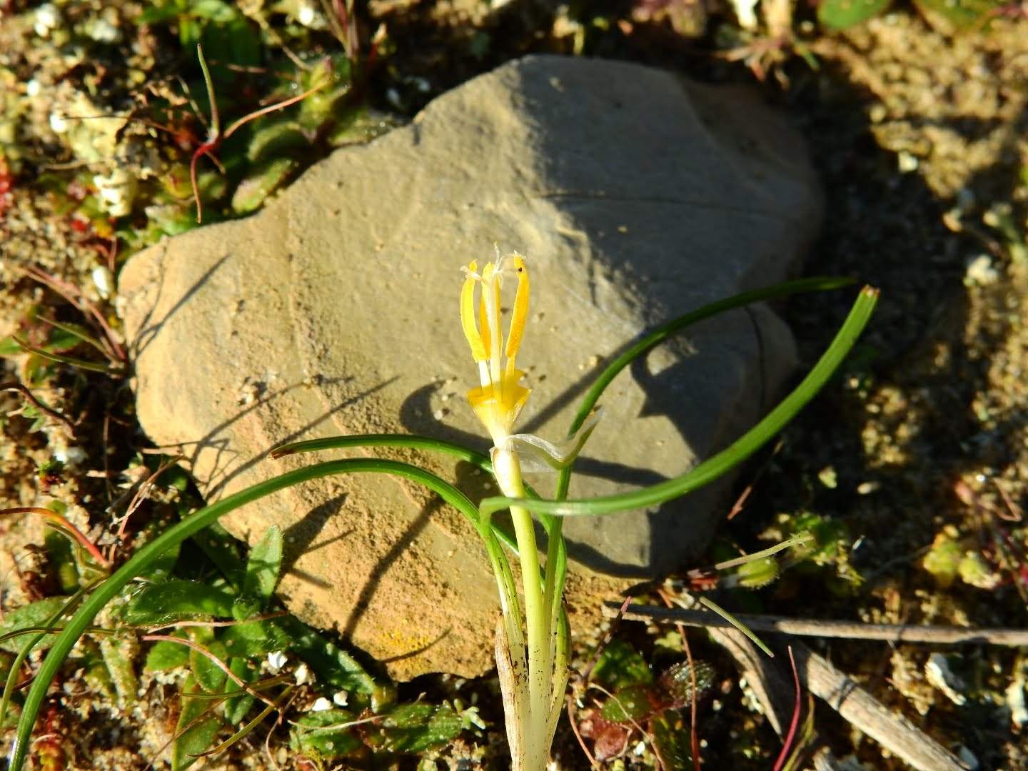 Romulea rollii