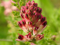 Fumaria officinalis