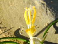 Romulea rollii