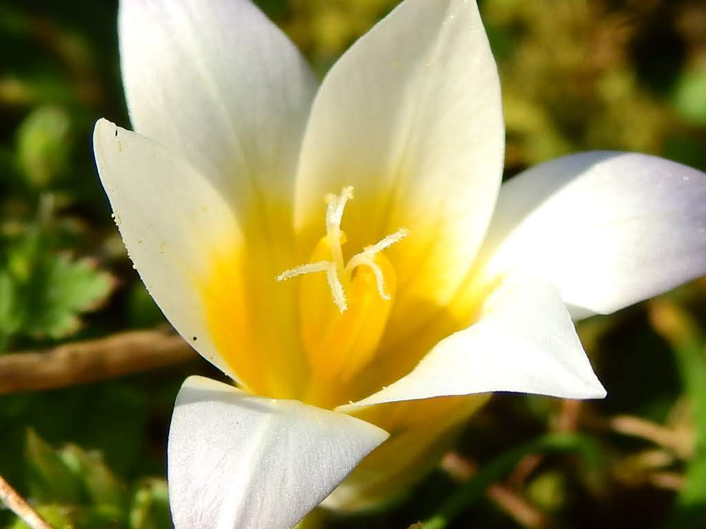 Romulea rollii