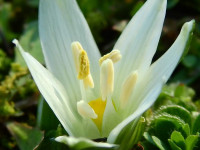 Ornithogalum exscapum