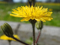 Crepis sancta