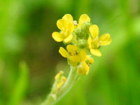 Sisymbrium officinale