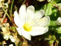 Cerastium semidecandrum