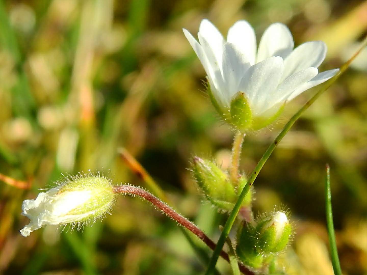 Cerastium semidecandrum