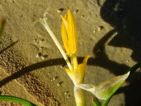 Romulea rollii