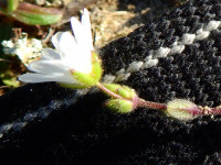 Cerastium semidecandrum