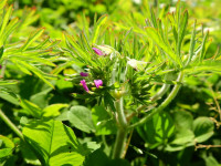 Geranium dissectum