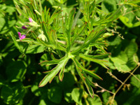 Geranium dissectum