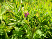 Geranium dissectum