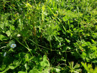 Geranium dissectum