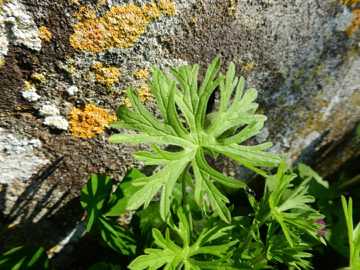 Geranium dissectum