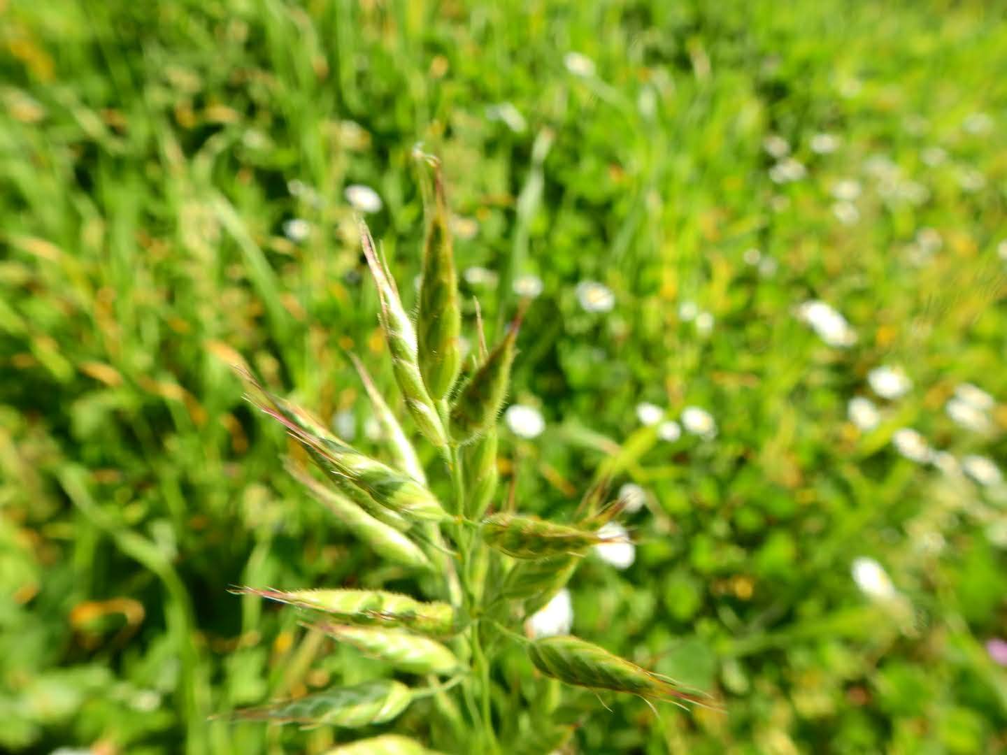 Bromus hordeaceus