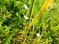 Bromus hordeaceus