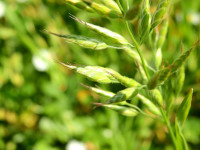 Bromus hordeaceus