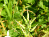 Bromus hordeaceus
