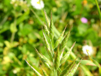 Bromus hordeaceus