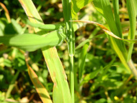 Bromus hordeaceus
