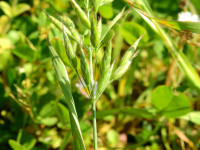 Bromus hordeaceus
