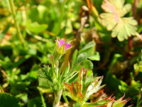 Geranium dissectum