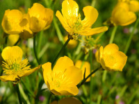 Ranunculus bulbosus