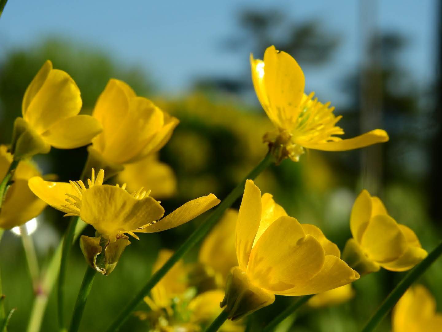 Ranunculus bulbosus