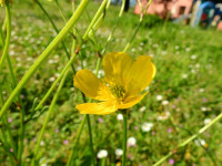 Ranunculus bulbosus
