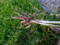 Ranunculus bulbosus