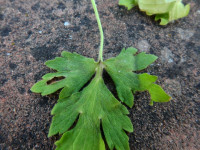 Ranunculus bulbosus