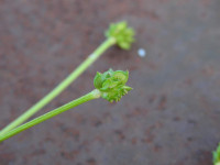 Ranunculus bulbosus
