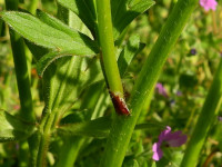 Ranunculus bulbosus