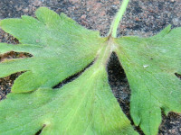 Ranunculus bulbosus