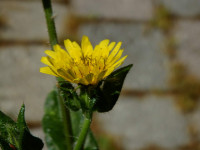 Helminthotheca echioides