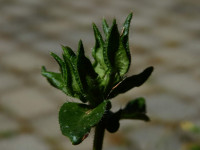 Helminthotheca echioides