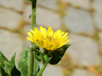 Helminthotheca echioides