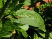 Helminthotheca echioides