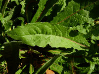 Helminthotheca echioides