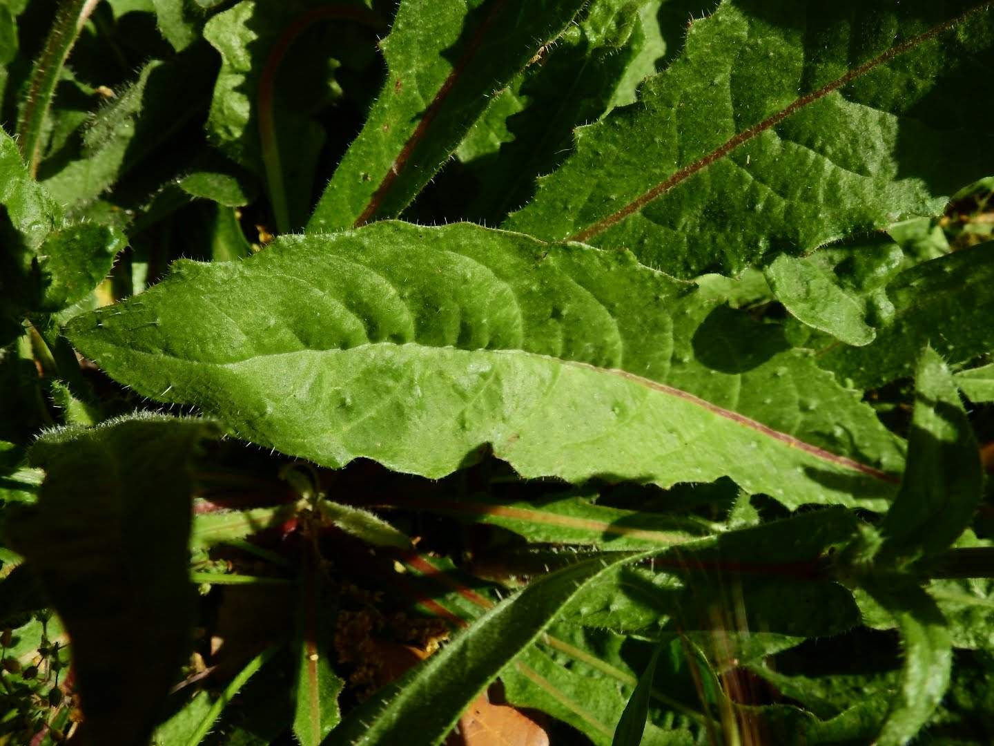 Helminthotheca echioides