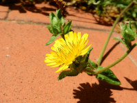 Helminthotheca echioides
